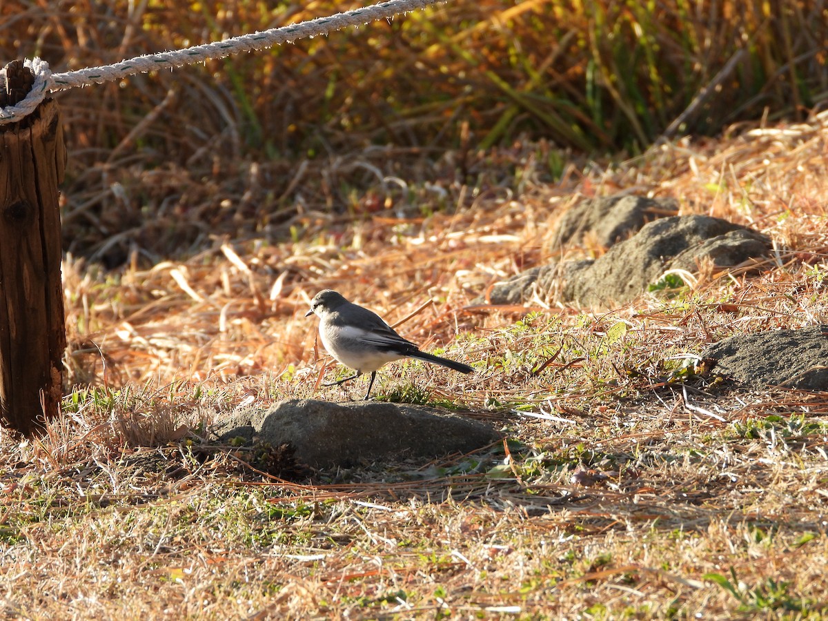 Плиска біла - ML647149611