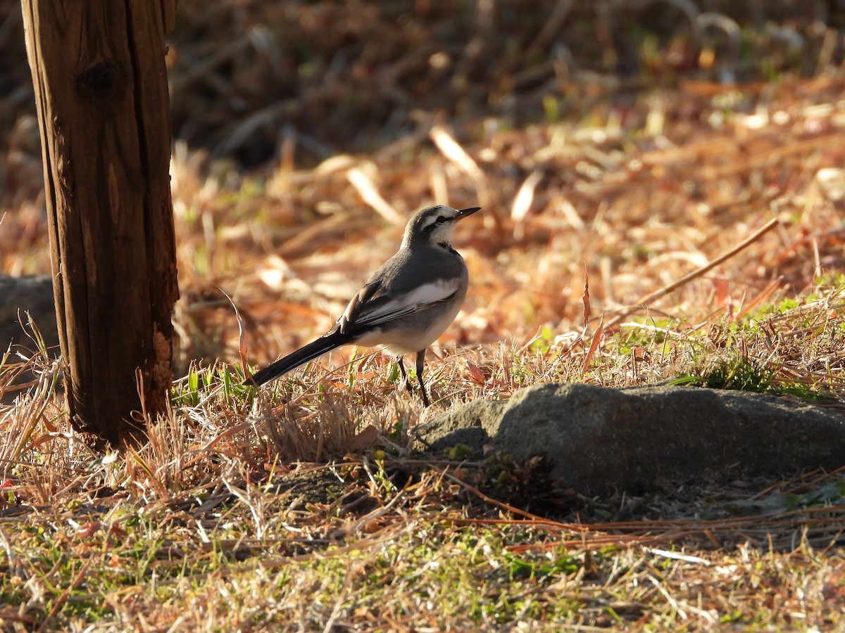Плиска біла - ML647149612