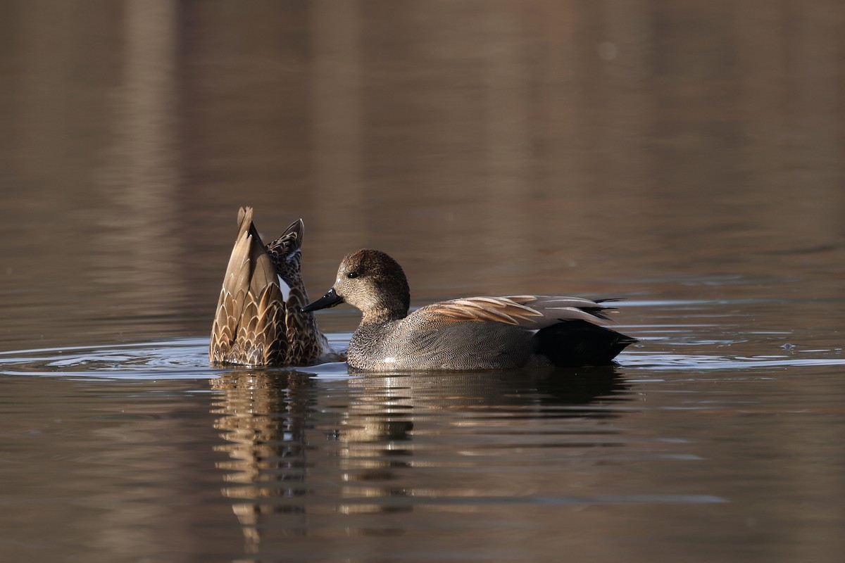Серая утка - ML647149616
