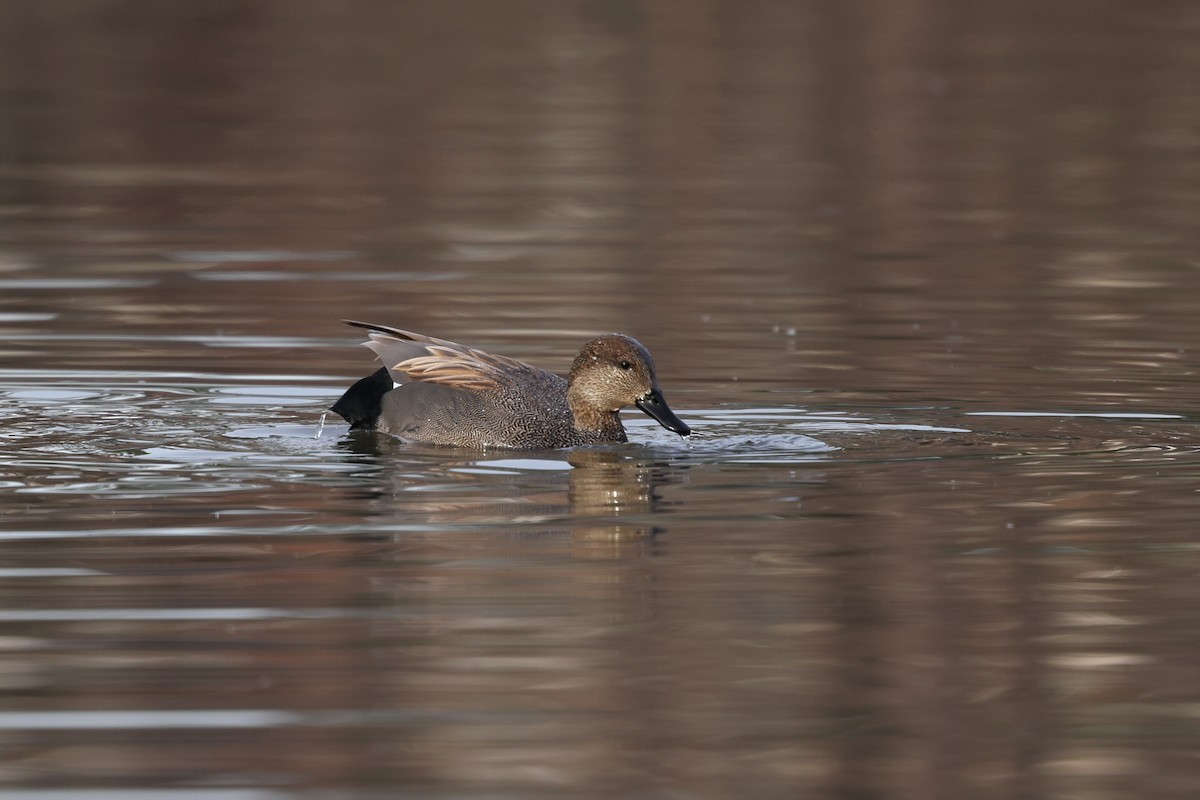 Серая утка - ML647149617