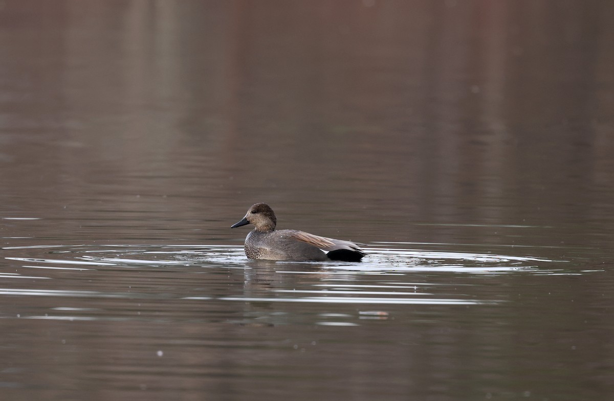 Серая утка - ML647149618