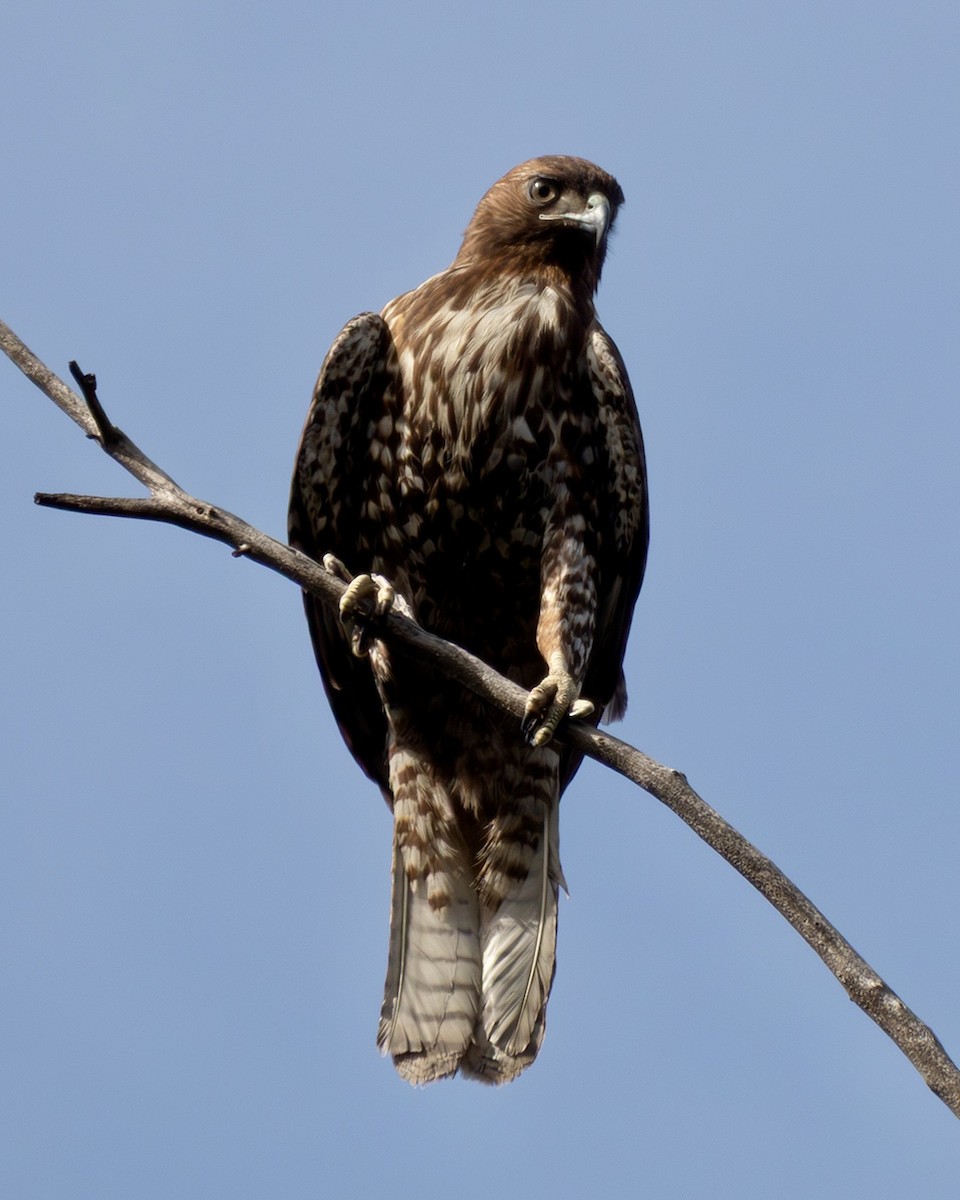 Poiana codarossa - ML647149619