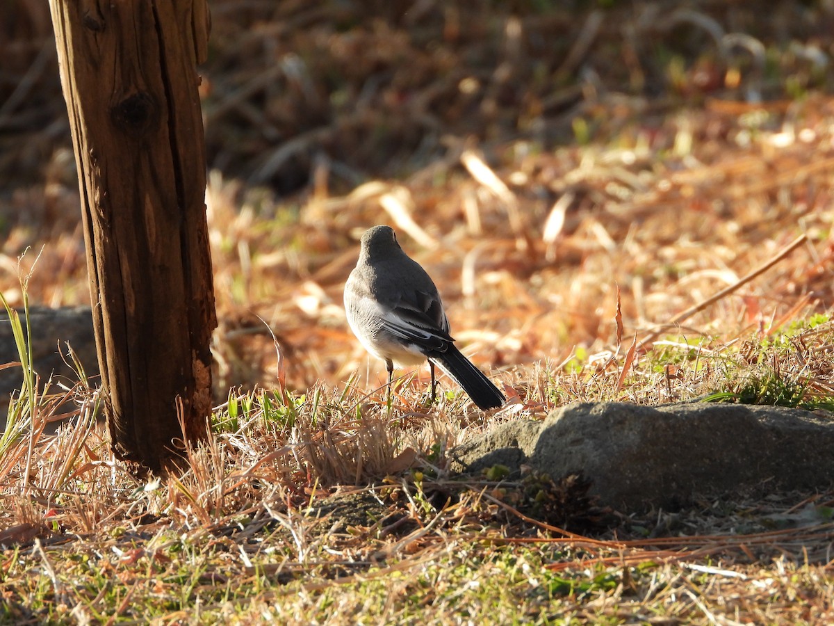 Плиска біла - ML647149621