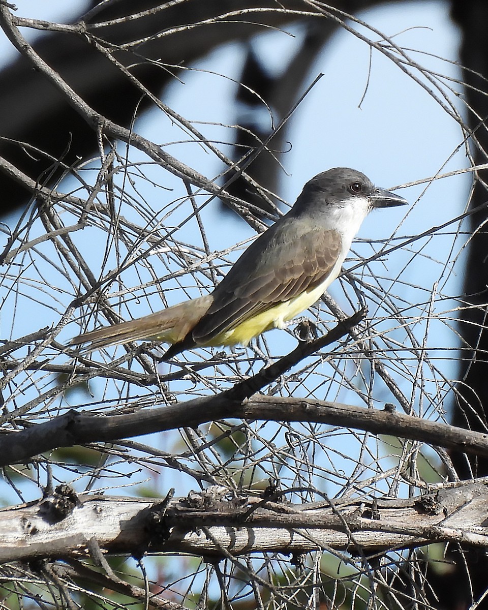Thick-billed Kingbird - ML647149624