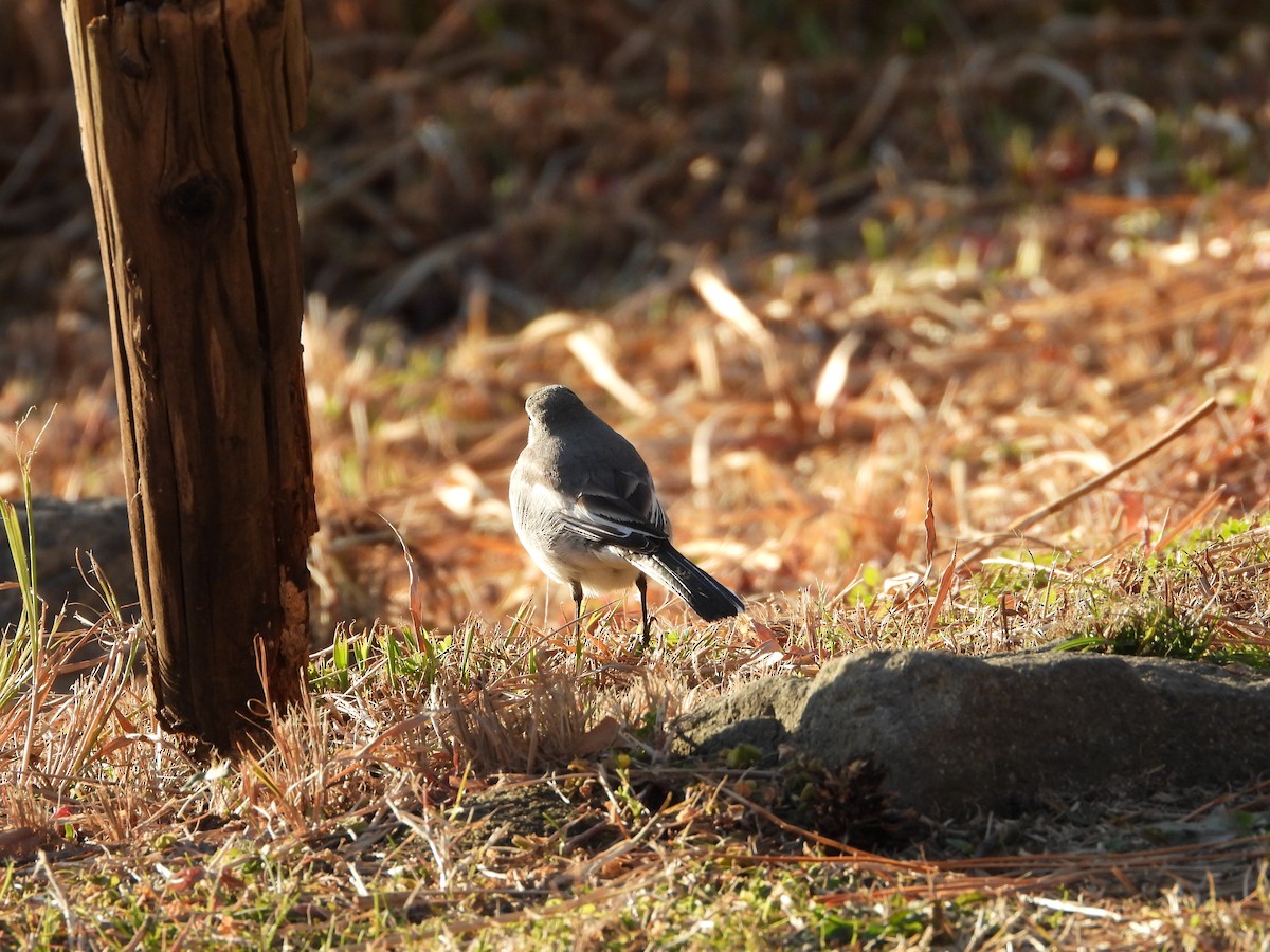Плиска біла - ML647149626