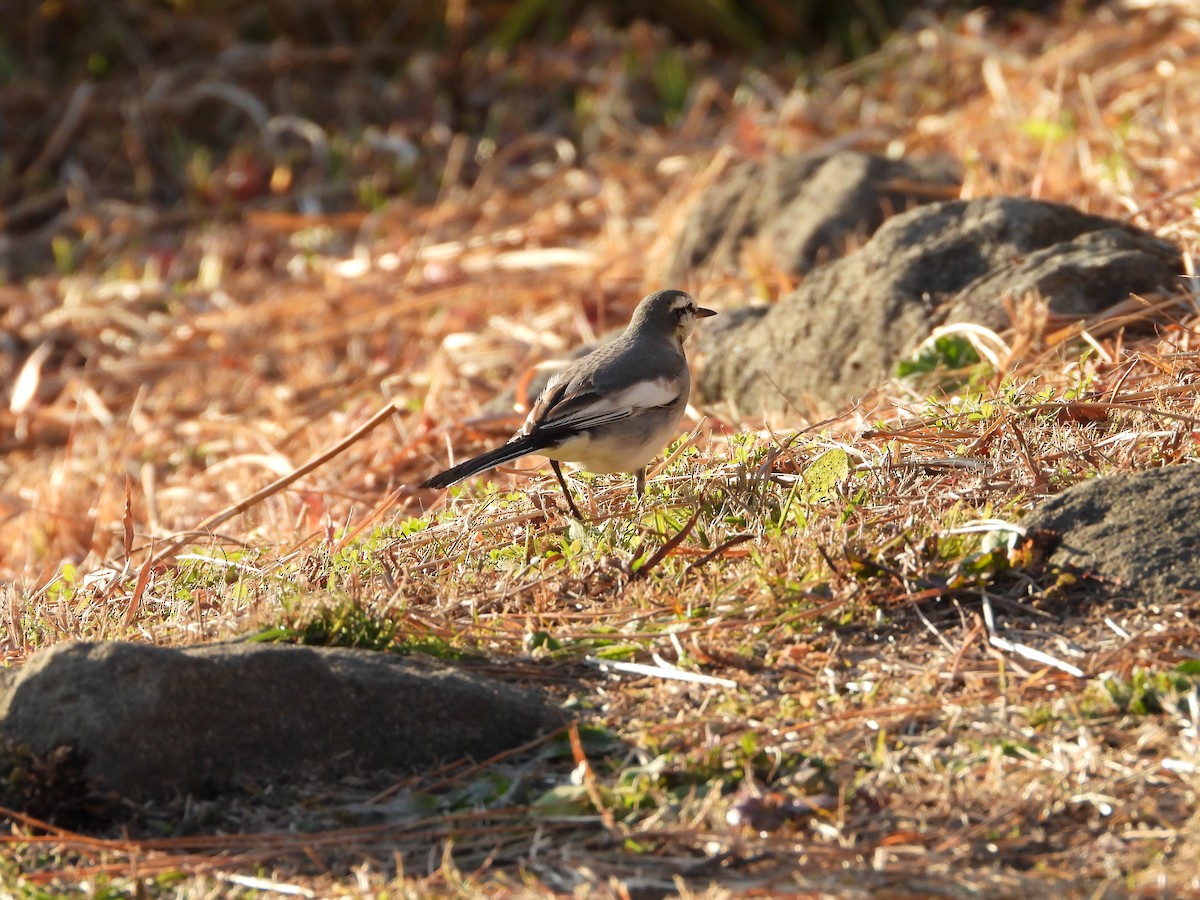 Плиска біла - ML647149630