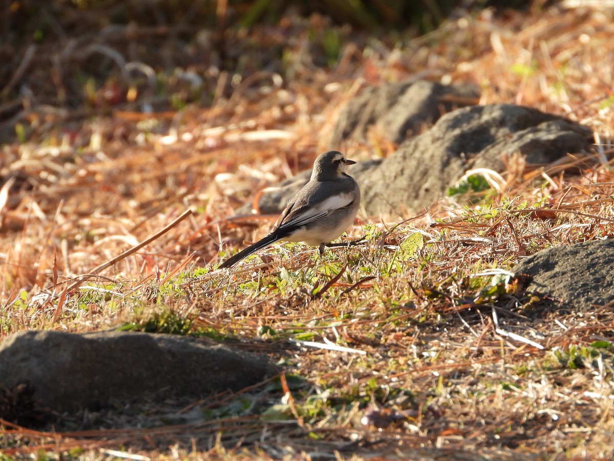 Плиска біла - ML647149631