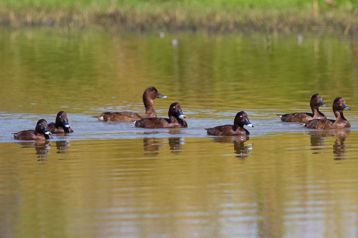 Hardhead - ML647149632