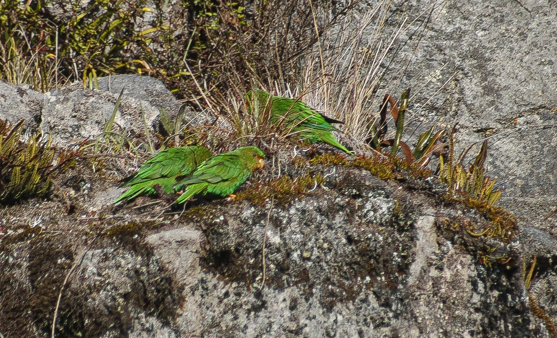 aymara zelený - ML647149635