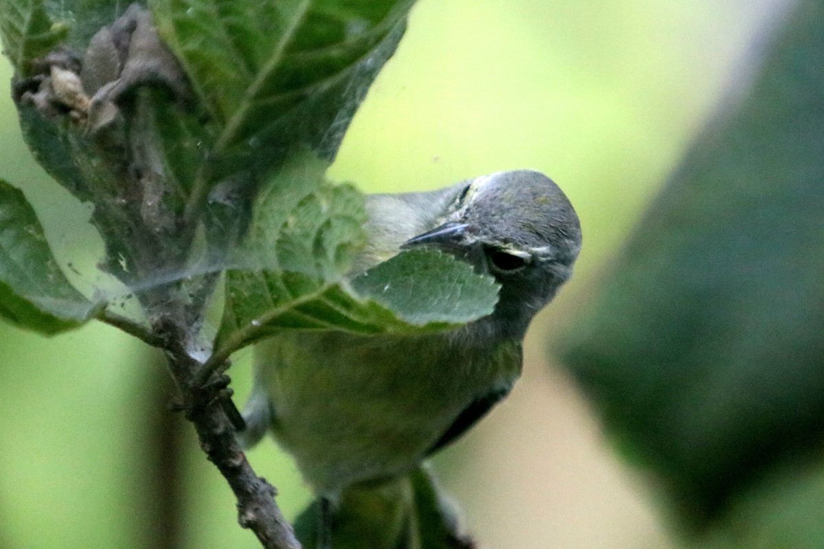 Orange-crowned Warbler - ML647149636