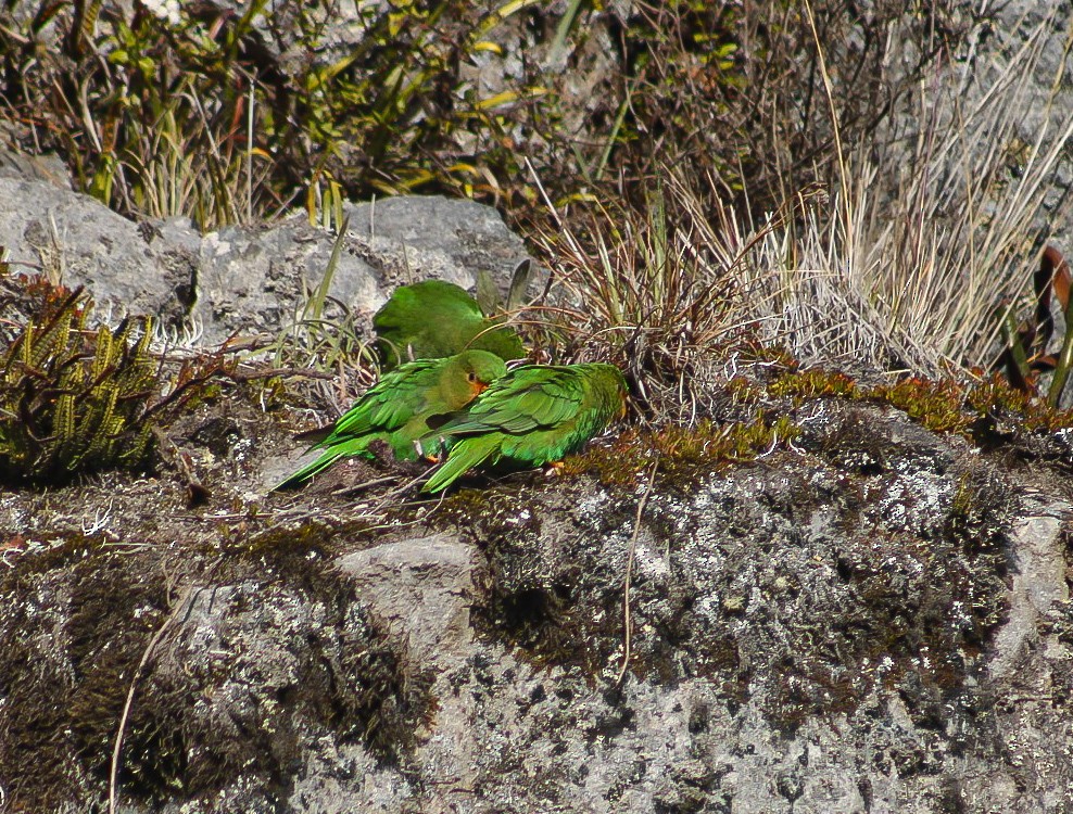 aymara zelený - ML647149640