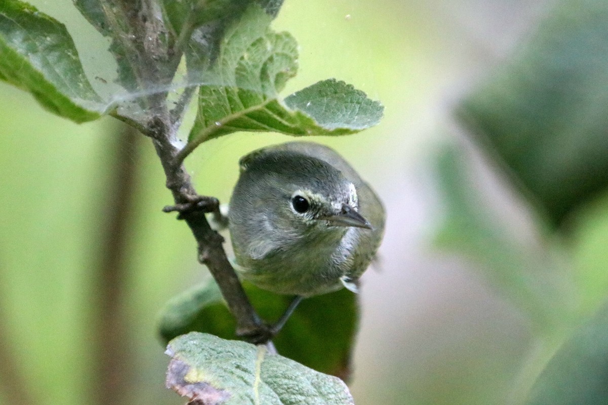 Orange-crowned Warbler - ML647149642