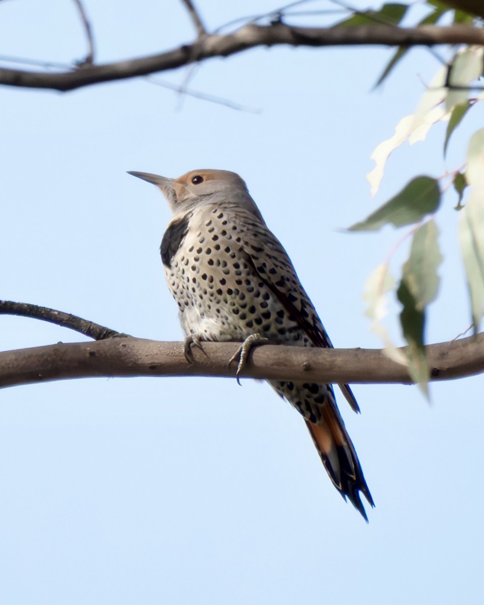 Northern Flicker - ML647149645