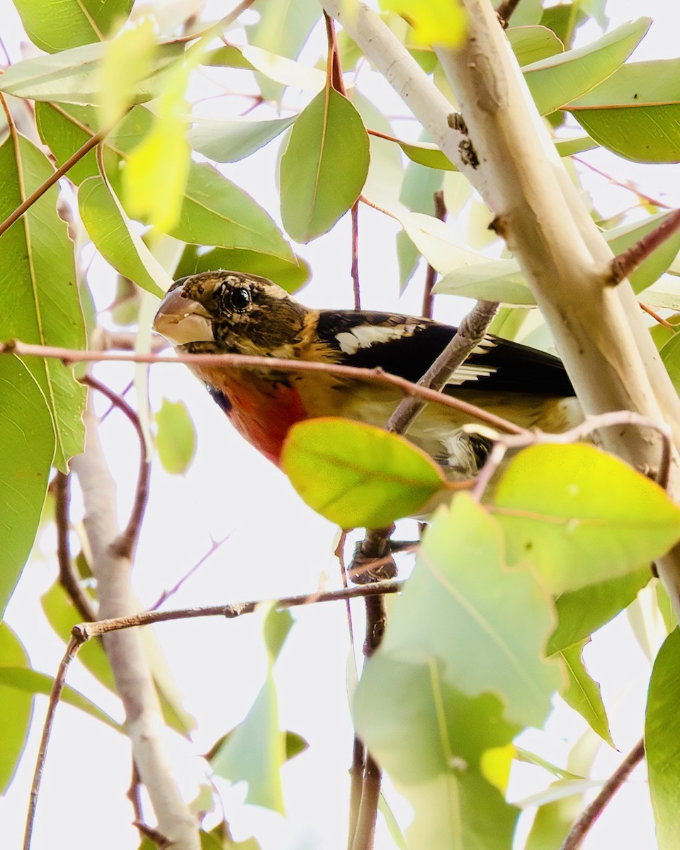Rose-breasted Grosbeak - ML647149650