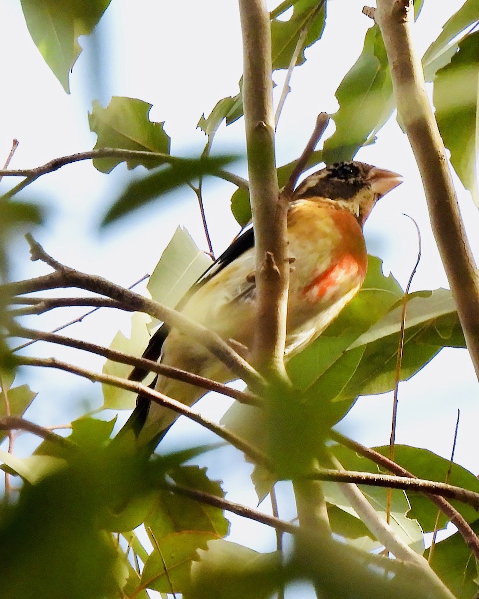 Rose-breasted Grosbeak - ML647149651