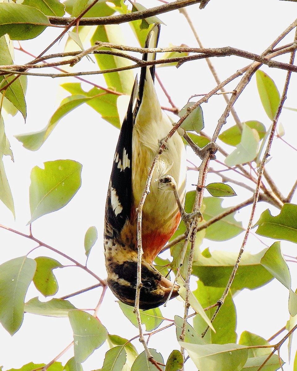 Rose-breasted Grosbeak - ML647149652