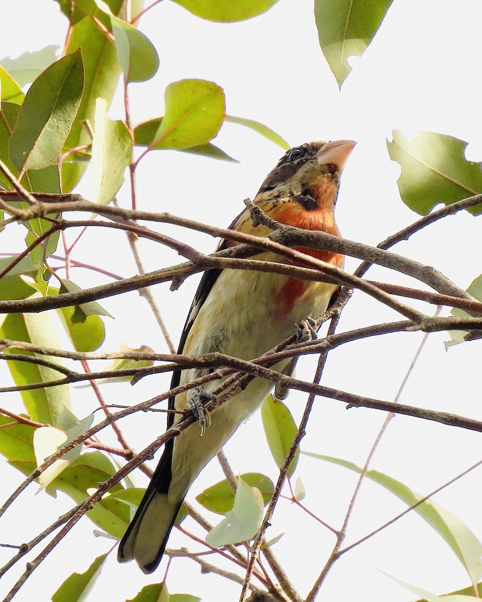 Rose-breasted Grosbeak - ML647149653