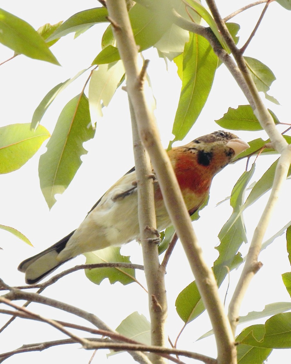 Rose-breasted Grosbeak - ML647149654