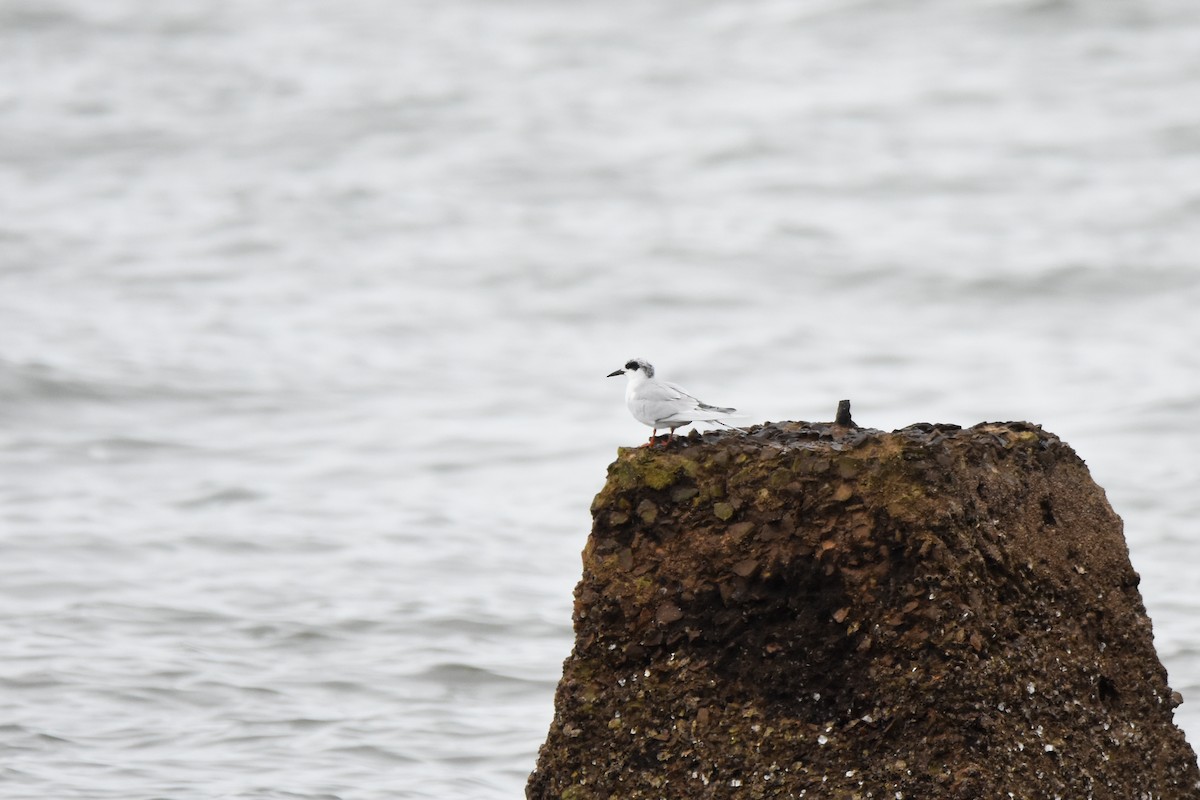 prærieterne - ML647149658