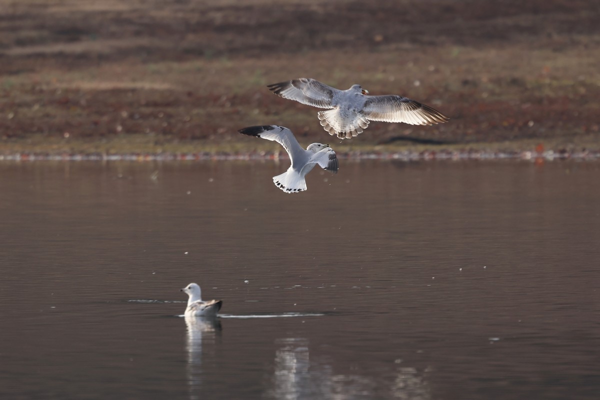 Делавэрская чайка - ML647149662