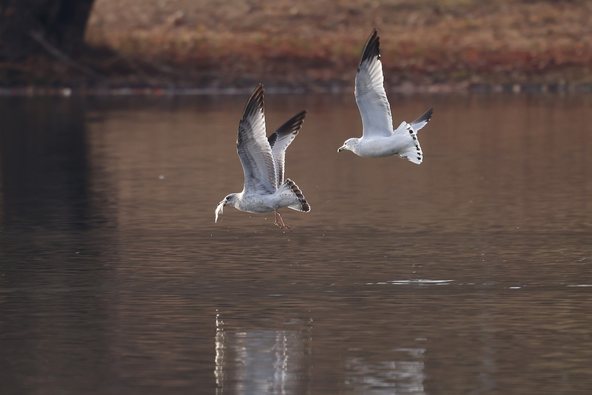 Делавэрская чайка - ML647149663