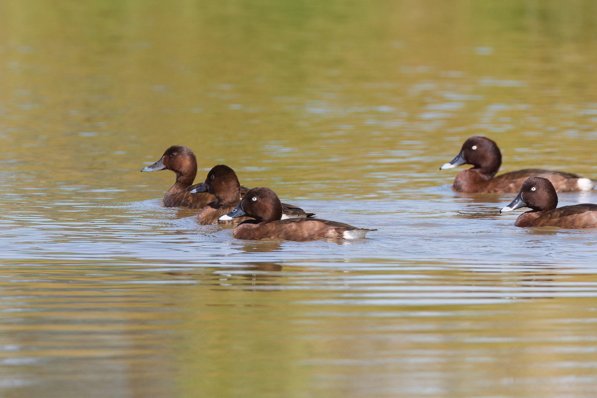 Hardhead - ML647149664