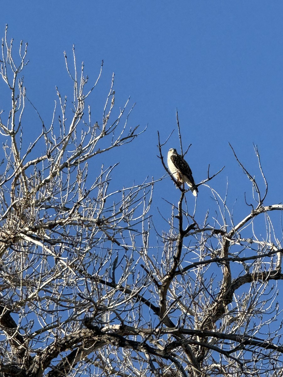 Ferruginous Hawk - ML647149675