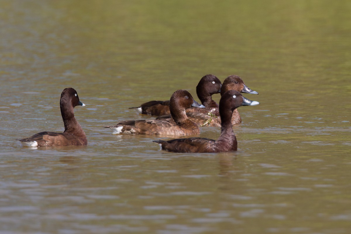 Hardhead - ML647149688