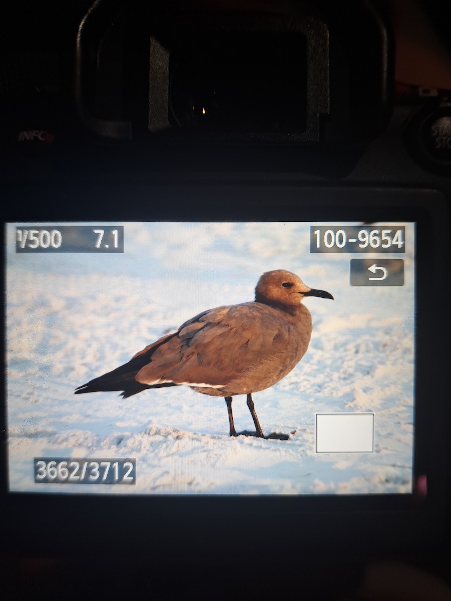 racek tmavý - ML647149698