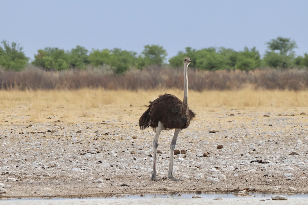 Common Ostrich - ML647149701