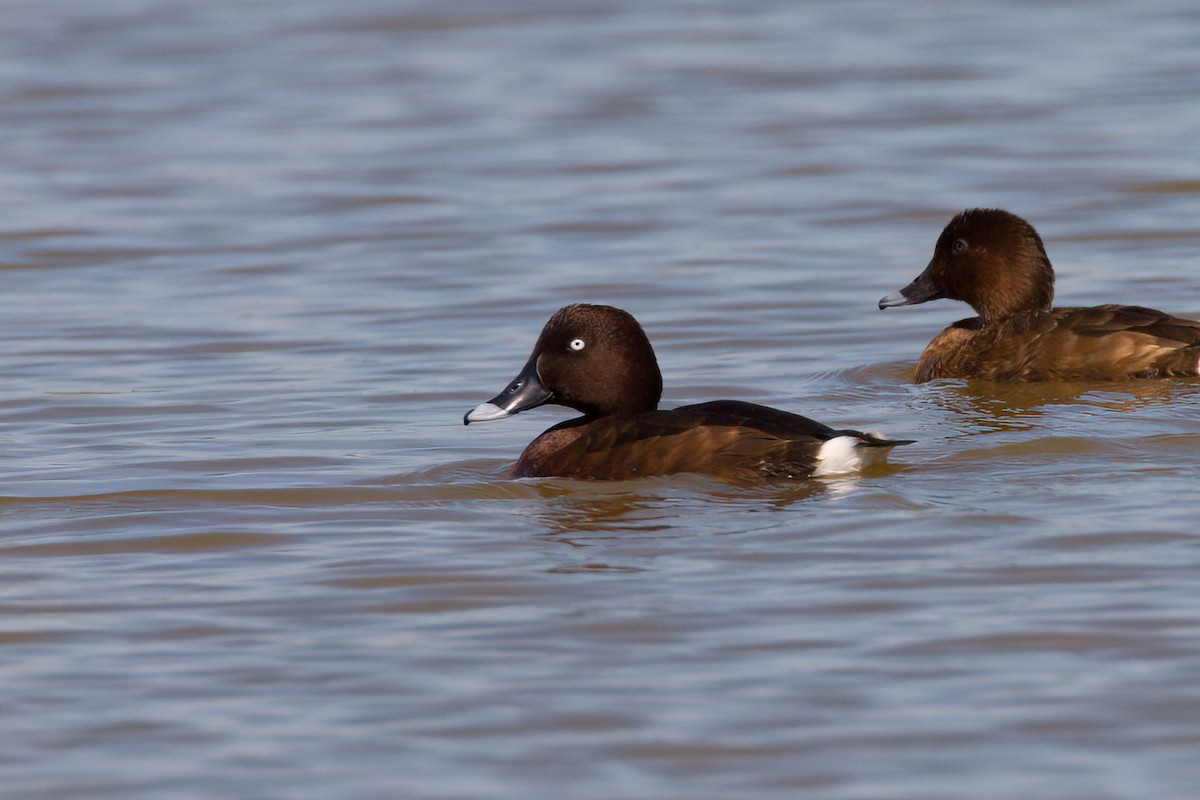 Hardhead - ML647149706