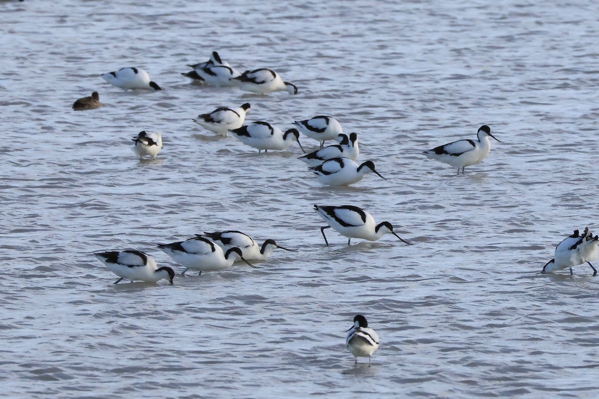 Pied Avocet - ML647149714