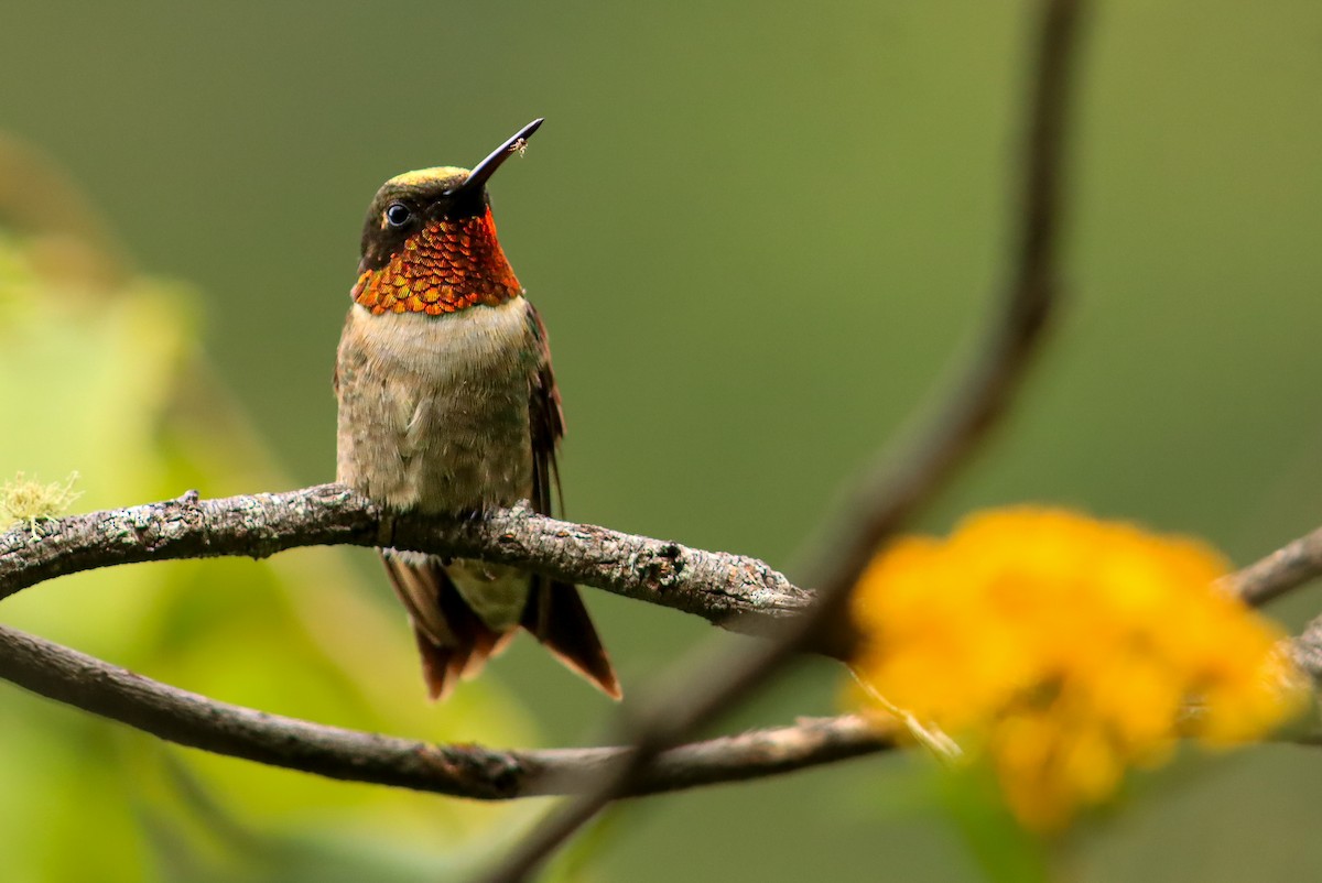 Рубиновогорлый колибри - ML647149725