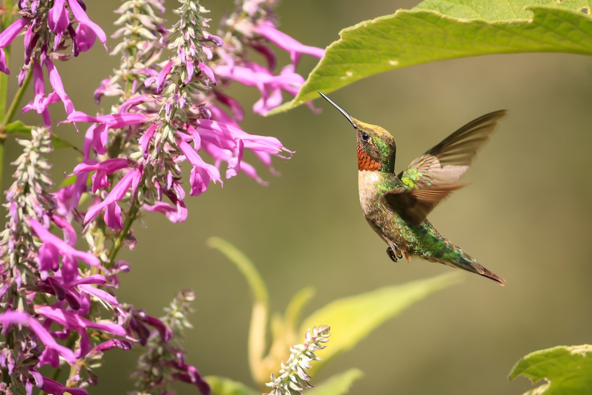 Рубиновогорлый колибри - ML647149727