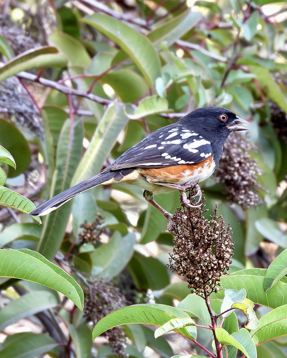 Spotted Towhee - ML647149733