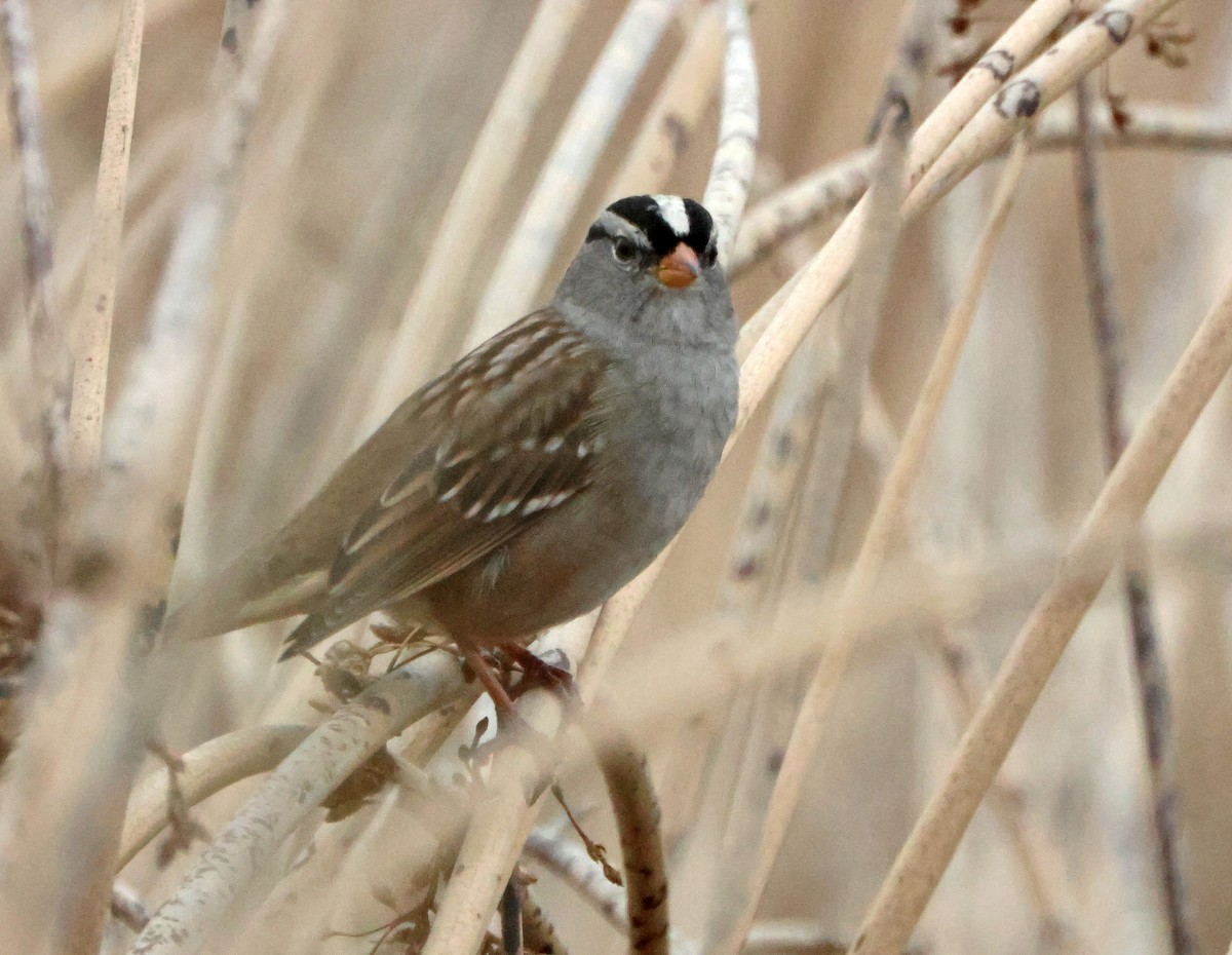 Белобровая овсянка - ML647149739