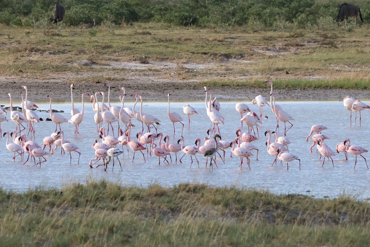 Greater Flamingo - ML647149741