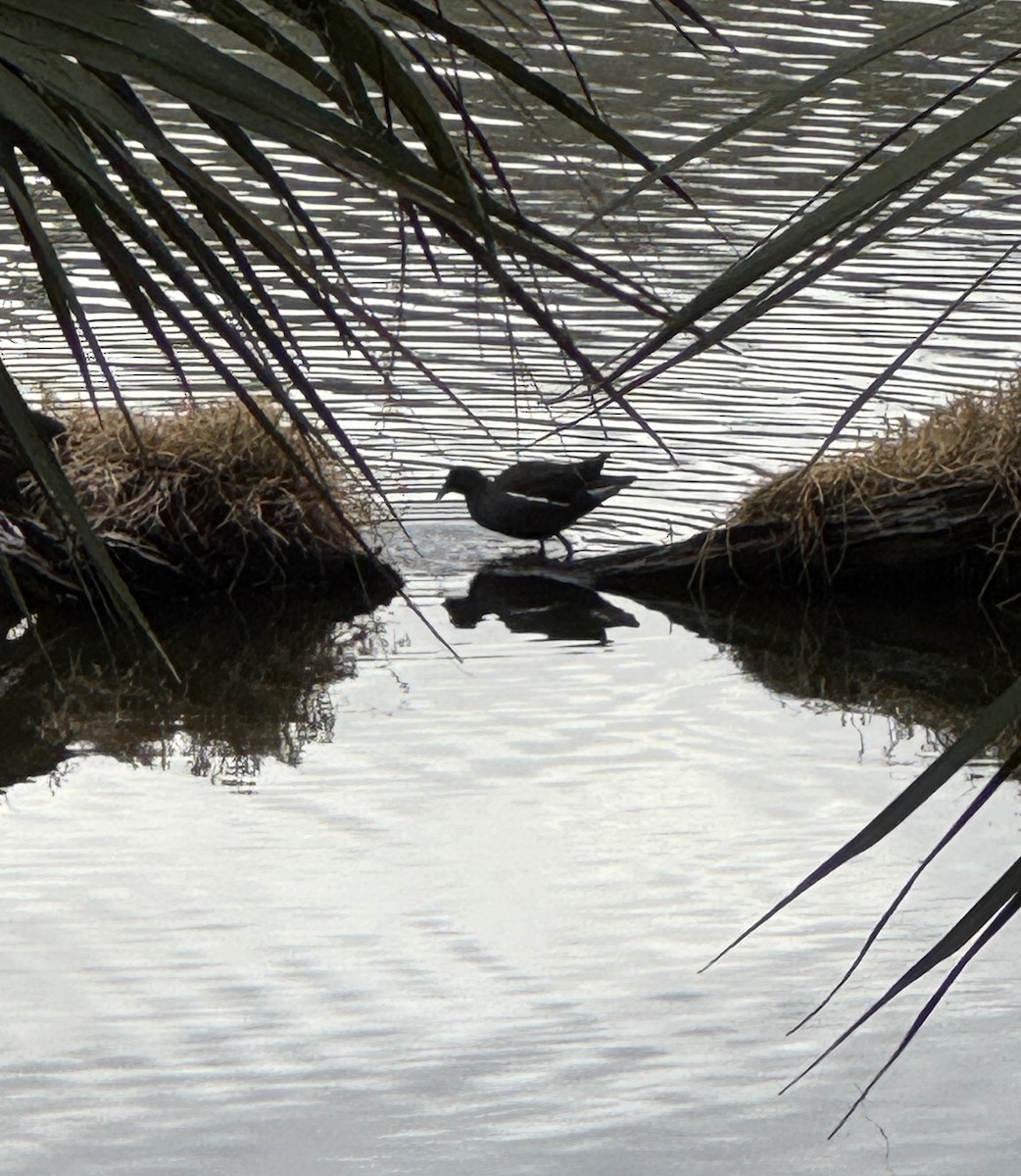 Uroilo amerikarra - ML647149744