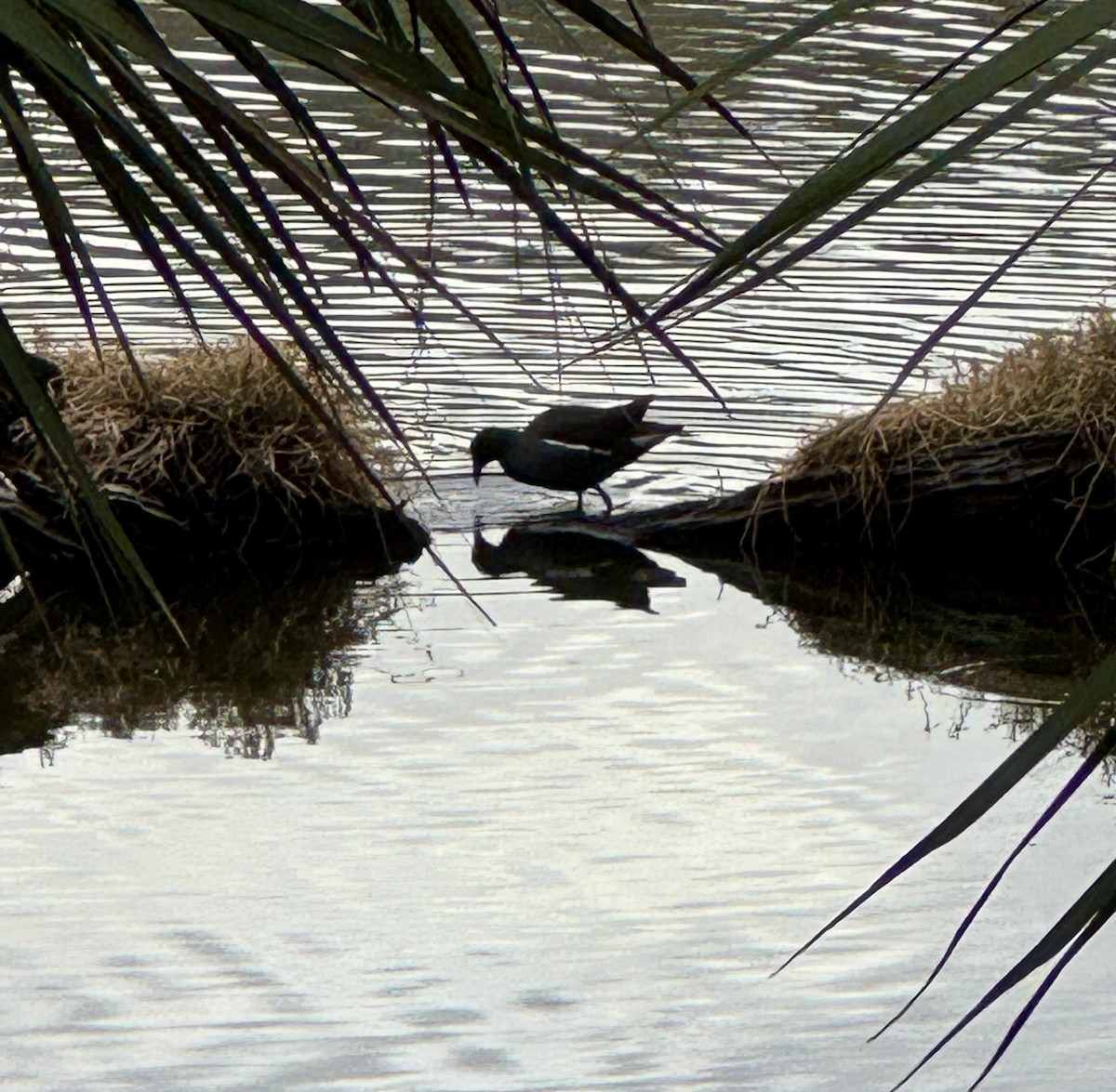 Uroilo amerikarra - ML647149745