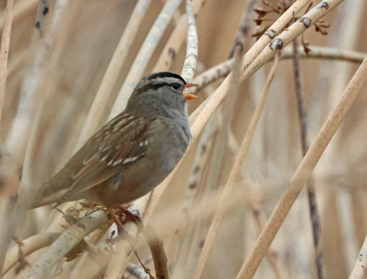 Белобровая овсянка - ML647149746