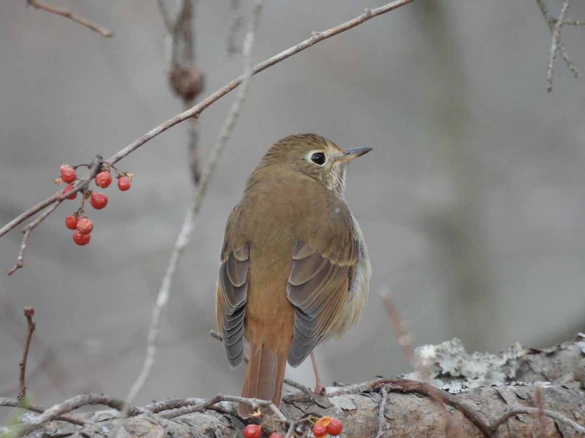 drozd rezavoocasý - ML647149748