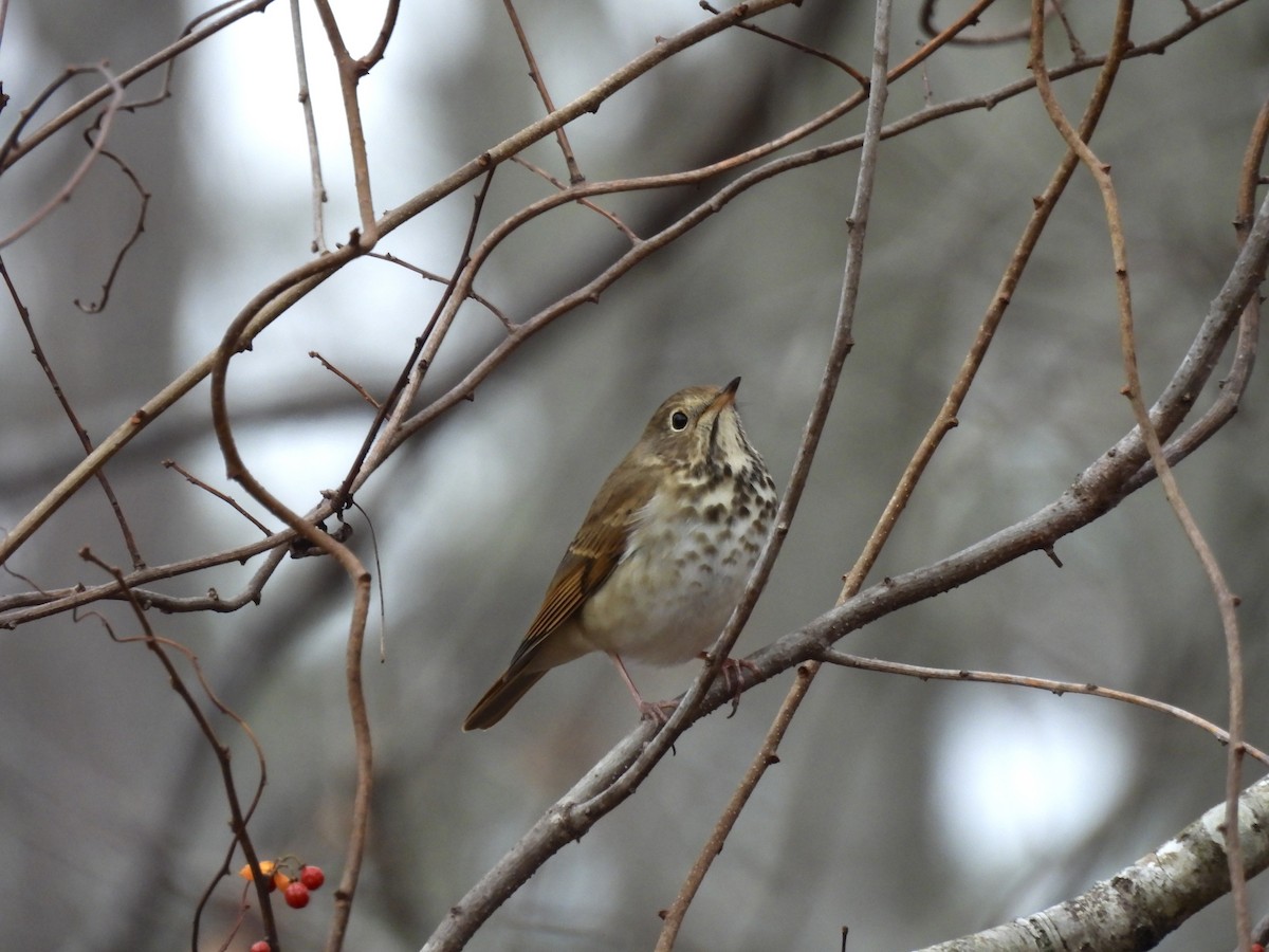 drozd rezavoocasý - ML647149749