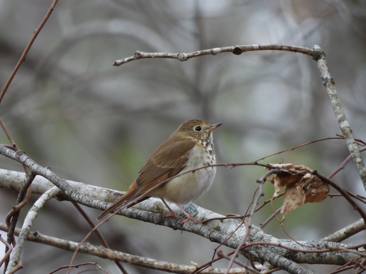 drozd rezavoocasý - ML647149750