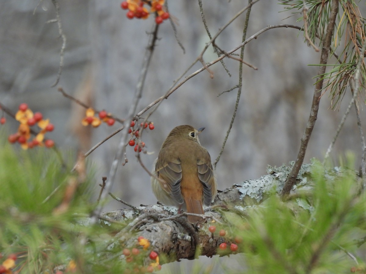 drozd rezavoocasý - ML647149751