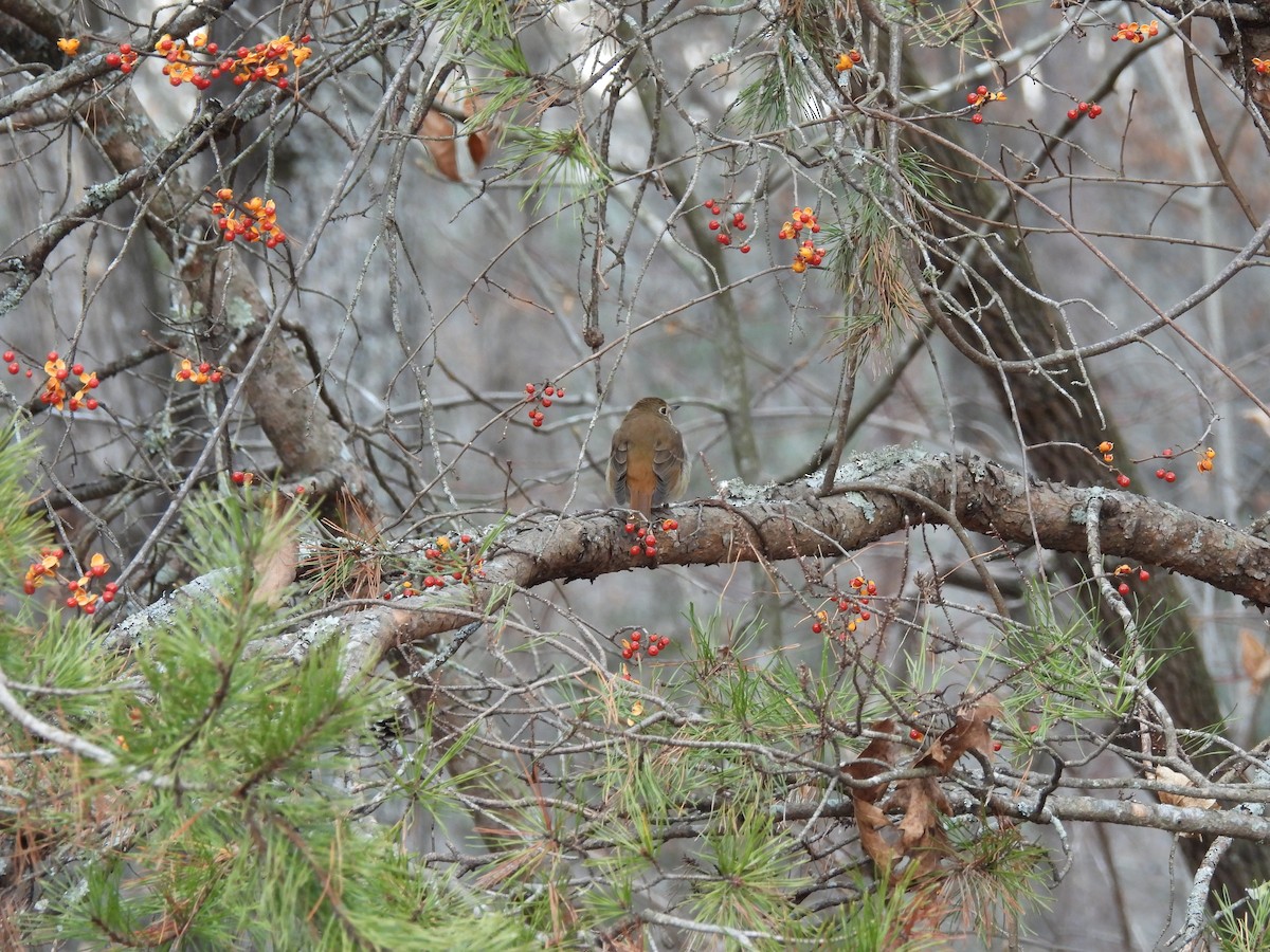 drozd rezavoocasý - ML647149752