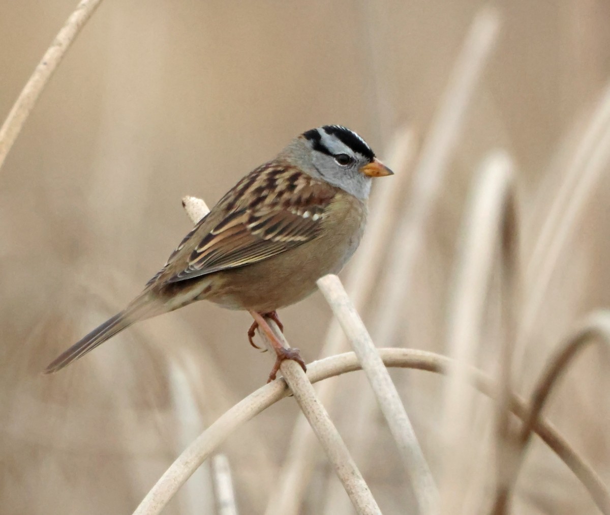 Белобровая овсянка - ML647149753