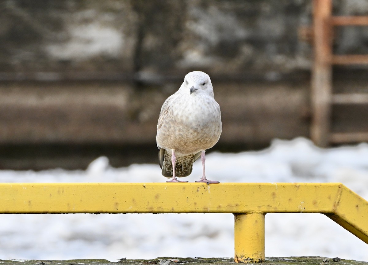 שחף בלתי-מזוהה - ML647149756