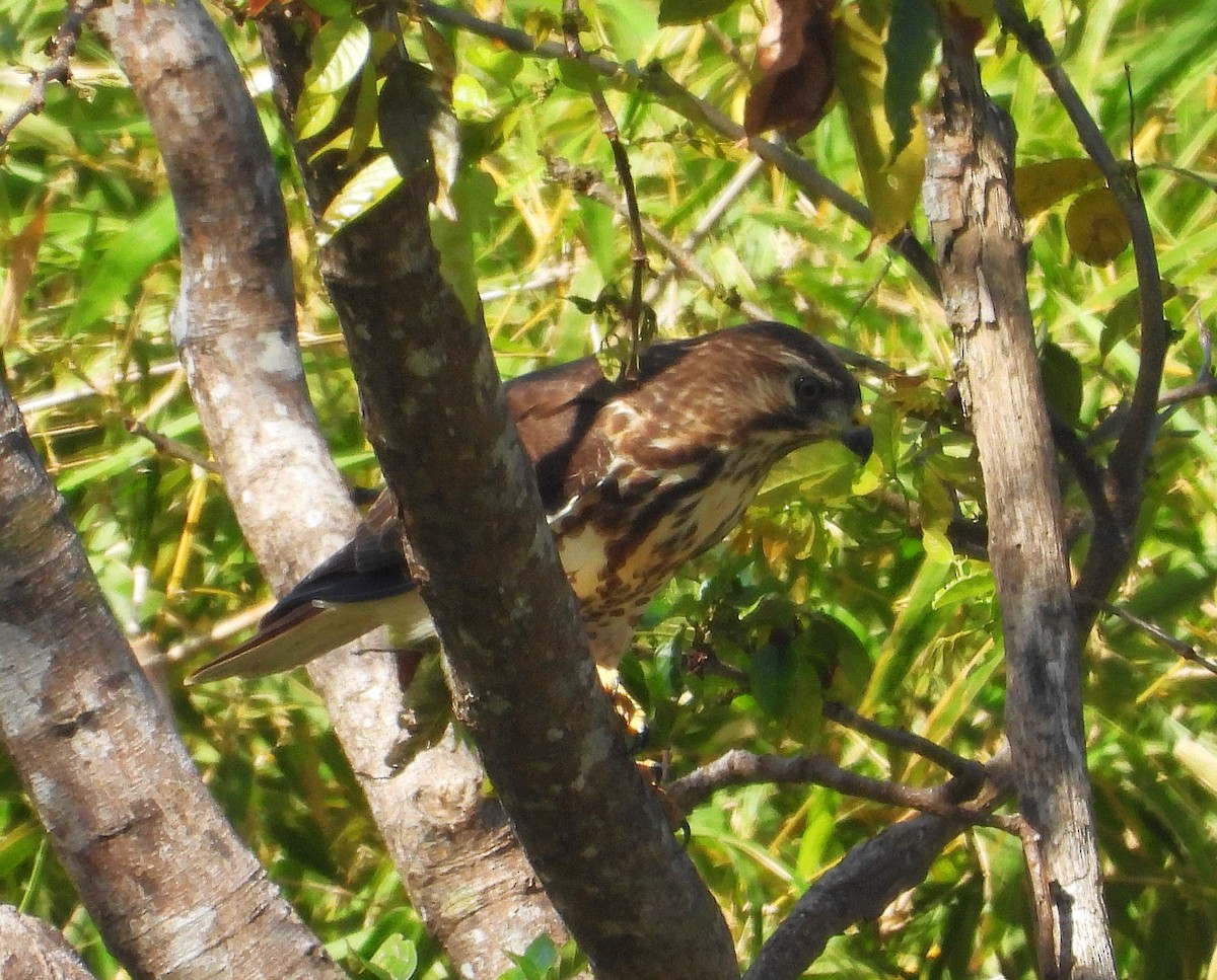 Broad-winged Hawk - ML647149760