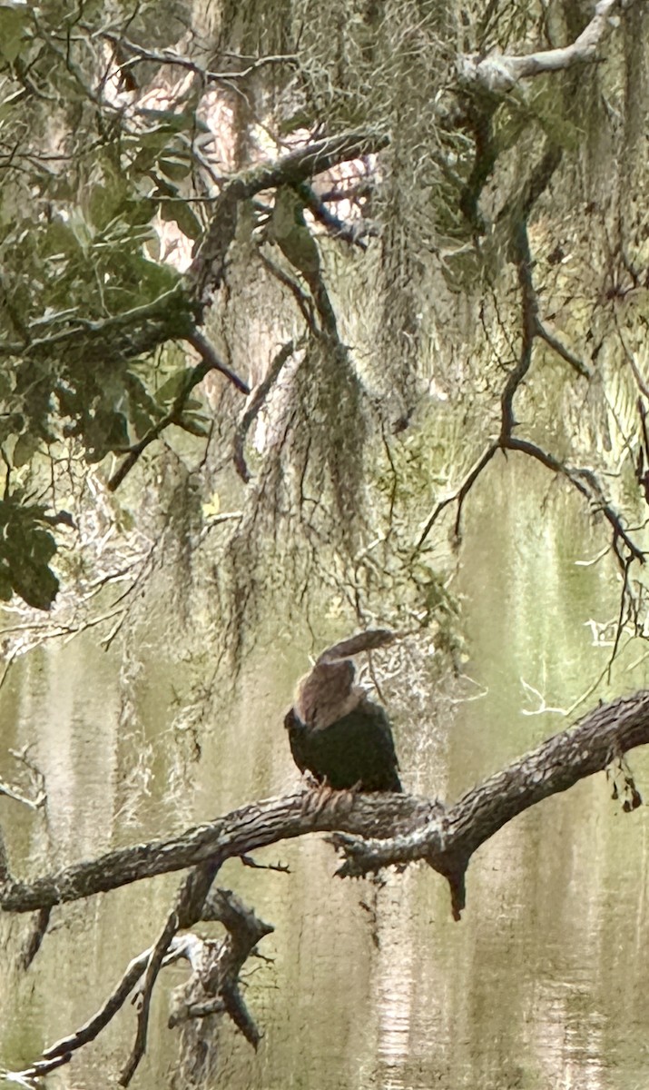 Anhinga - ML647149775