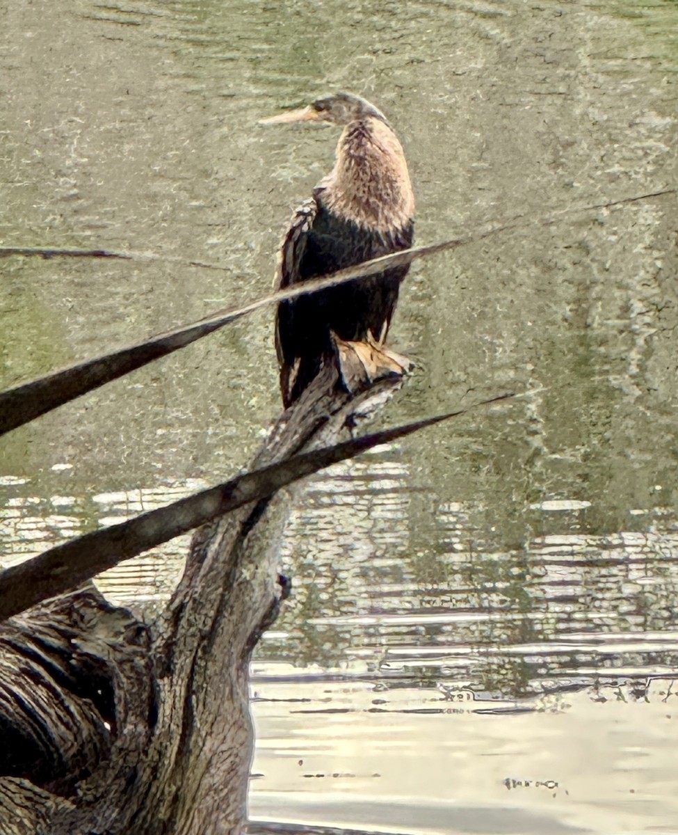 Anhinga - ML647149776
